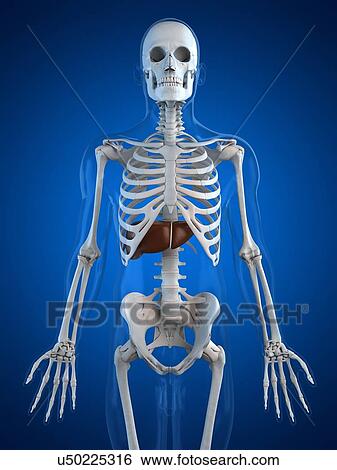 Stock Illustration - Healthy liver, artwork. Fotosearch