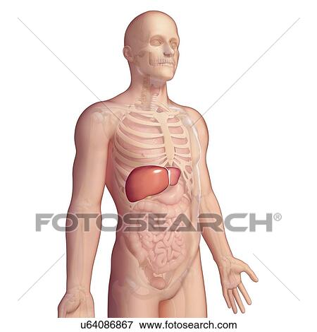 Healthy liver, artwork View Large Illustration Stock Illustration - Healthy liver, artwork. Fotosearch
