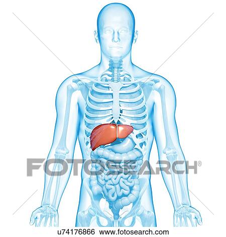 Healthy liver, artwork View Large Illustration Stock Illustration - Healthy liver, artwork. Fotosearch