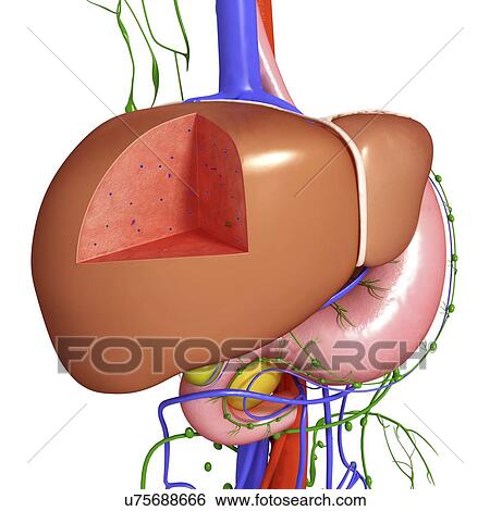 Stock Illustration - Healthy liver, artwork. Fotosearch