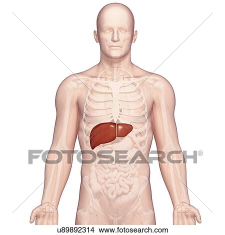 Healthy liver, artwork View Large Illustration Stock Illustration - Healthy liver, artwork. Fotosearch