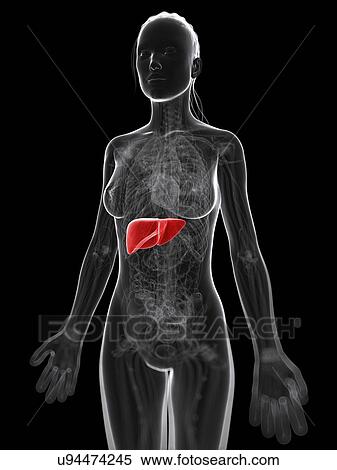 Healthy liver, artwork View Large Illustration Stock Illustration - Healthy liver, artwork. Fotosearch