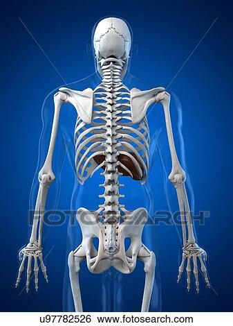 Stock Illustration - Healthy liver, artwork. Fotosearch