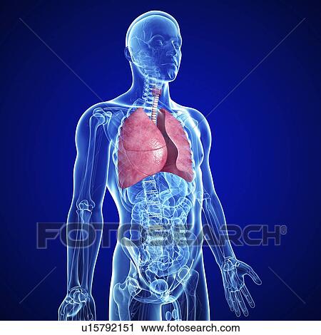 Clip Art - Healthy lungs, artwork. Fotosearch