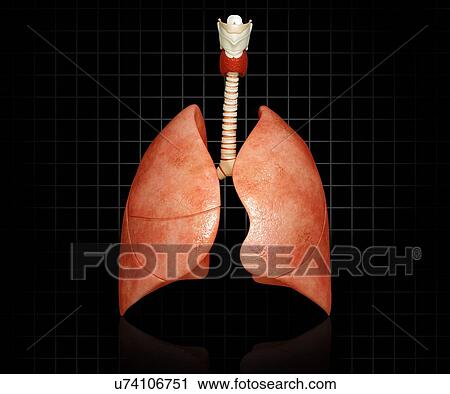 Healthy lungs, artwork View Large Illustration Clip Art - Healthy lungs, artwork. Fotosearch