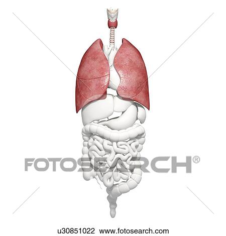 Healthy lungs, artwork View Large Illustration Drawing - Healthy lungs, artwork. Fotosearch