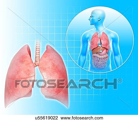 Healthy lungs, artwork View Large Illustration Drawing - Healthy lungs, artwork. Fotosearch