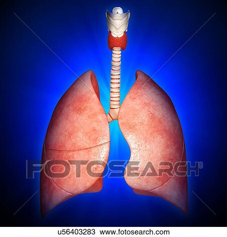 Drawing - Healthy lungs, artwork. Fotosearch