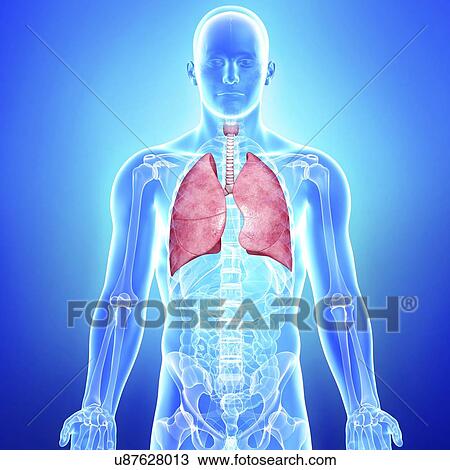 Drawing - Healthy lungs, artwork. Fotosearch
