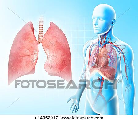 Healthy lungs, artwork View Large Illustration Stock Illustration - Healthy lungs, artwork. Fotosearch
