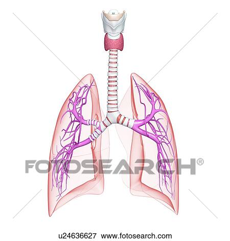 Healthy lungs, artwork View Large Illustration Stock Illustration - Healthy lungs, artwork. Fotosearch
