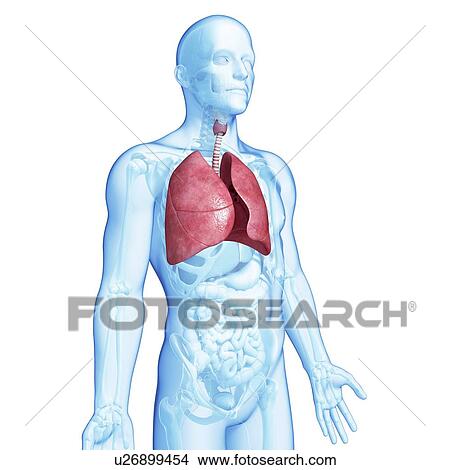 Healthy lungs, artwork View Large Illustration Stock Illustration - Healthy lungs, artwork. Fotosearch