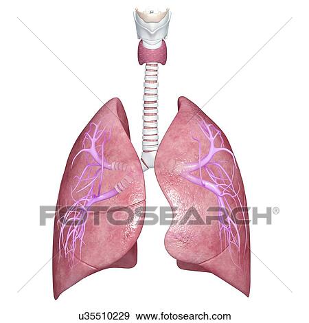 Healthy lungs, artwork View Large Illustration Stock Illustration - Healthy lungs, artwork. Fotosearch