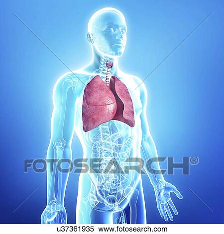 Stock Illustration - Healthy lungs, artwork. Fotosearch