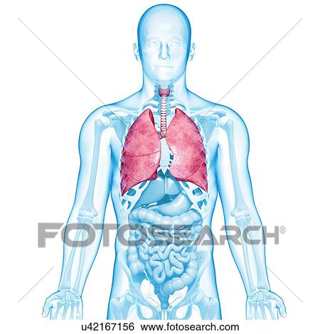Stock Illustration - Healthy lungs, artwork. Fotosearch