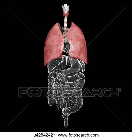 Stock Illustration - Healthy lungs, artwork. Fotosearch