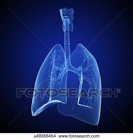 Stock Illustration - Healthy lungs, artwork. Fotosearch