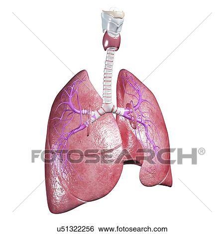 Healthy lungs, artwork View Large Illustration Stock Illustration - Healthy lungs, artwork. Fotosearch