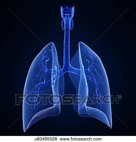 Healthy lungs, artwork View Large Illustration Stock Illustration - Healthy lungs, artwork. Fotosearch