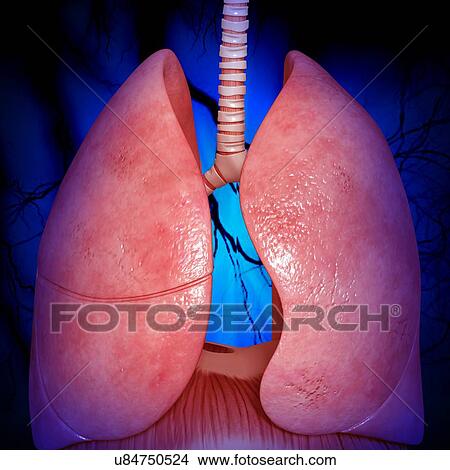 Stock Illustration - Healthy lungs, artwork. Fotosearch