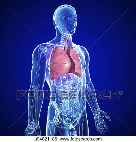 Healthy lungs, artwork View Large Illustration Stock Illustration - Healthy lungs, artwork. Fotosearch