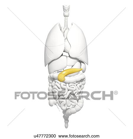 Clipart - Healthy pancreas, artwork. Fotosearch
