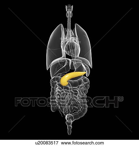 Healthy pancreas, artwork View Large Illustration Stock Illustration - Healthy pancreas, artwork. Fotosearch