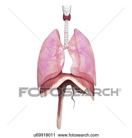 Healthy respiratory system, artwork View Large Illustration Clip Art - Healthy respiratory system, artwork. Fotosearch