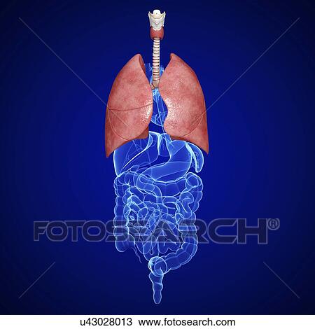 Drawing - Healthy respiratory system, artwork. Fotosearch