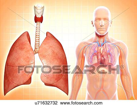Healthy respiratory system, artwork View Large Illustration Drawing - Healthy respiratory system, artwork. Fotosearch