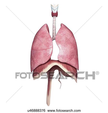 Stock Illustration - Healthy respiratory system, artwork. Fotosearch