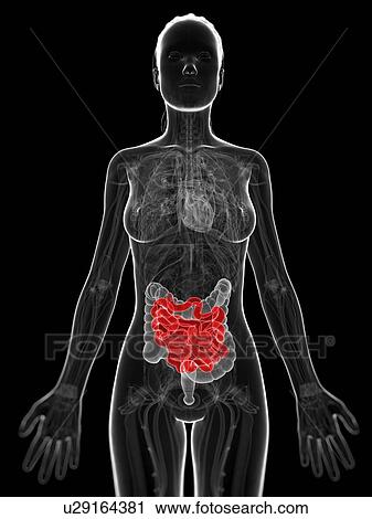 Clip Art - Healthy small intestine, artwork. Fotosearch