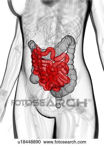 Clipart - Healthy small intestine, artwork. Fotosearch