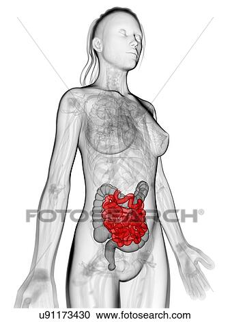 Clipart - Healthy small intestine, artwork. Fotosearch
