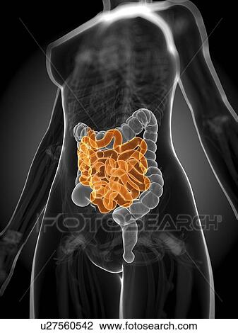 Drawing - Healthy small intestine, artwork. Fotosearch