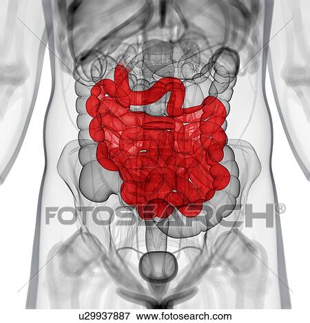 Healthy small intestine, artwork View Large Illustration Stock Illustration - Healthy small intestine, artwork. Fotosearch
