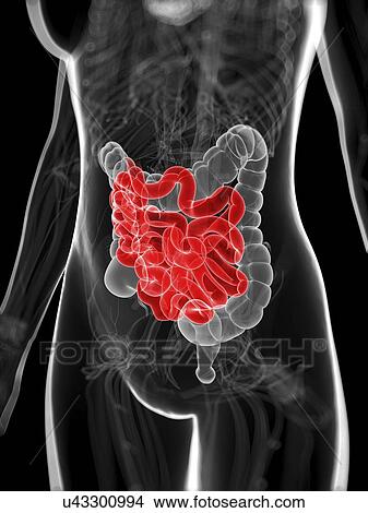Healthy small intestine, artwork View Large Illustration Stock Illustration - Healthy small intestine, artwork. Fotosearch