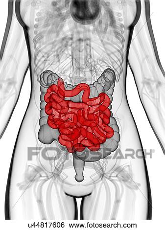 Healthy small intestine, artwork View Large Illustration Stock Illustration - Healthy small intestine, artwork. Fotosearch