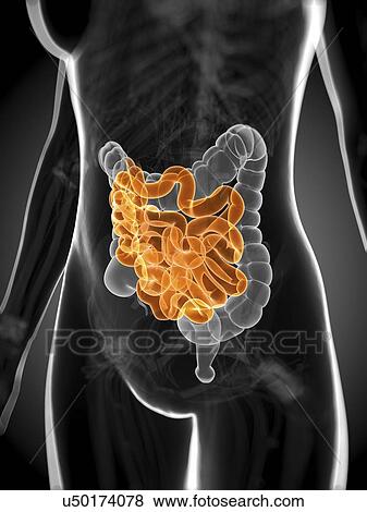Stock Illustration - Healthy small intestine, artwork. Fotosearch
