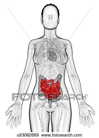 Healthy small intestine, artwork View Large Illustration Stock Illustration - Healthy small intestine, artwork. Fotosearch