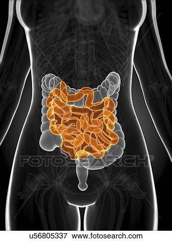 Stock Illustration - Healthy small intestine, artwork. Fotosearch