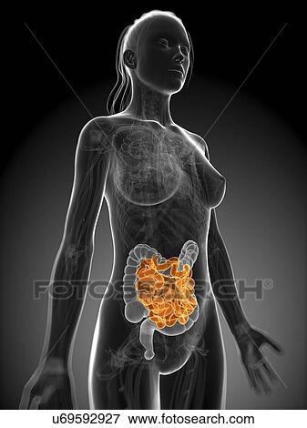 Healthy small intestine, artwork View Large Illustration Stock Illustration - Healthy small intestine, artwork. Fotosearch