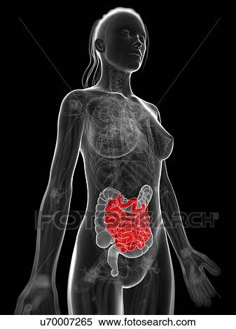 Healthy small intestine, artwork View Large Illustration Stock Illustration - Healthy small intestine, artwork. Fotosearch