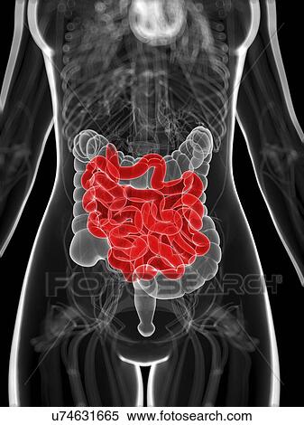 Healthy small intestine, artwork View Large Illustration Stock Illustration - Healthy small intestine, artwork. Fotosearch