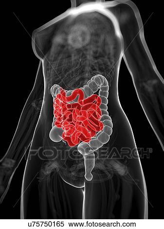 Healthy small intestine, artwork View Large Illustration Stock Illustration - Healthy small intestine, artwork. Fotosearch