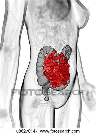 Healthy small intestine, artwork View Large Illustration Stock Illustration - Healthy small intestine, artwork. Fotosearch
