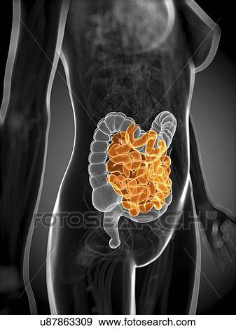 Healthy small intestine, artwork View Large Illustration Stock Illustration - Healthy small intestine, artwork. Fotosearch