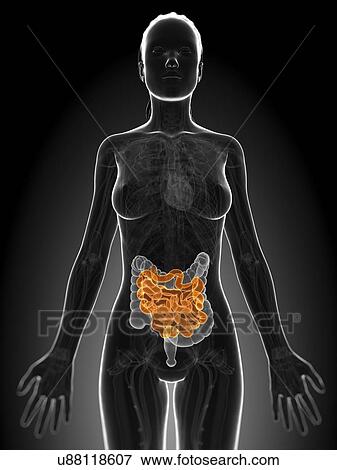 Healthy small intestine, artwork View Large Illustration Stock Illustration - Healthy small intestine, artwork. Fotosearch