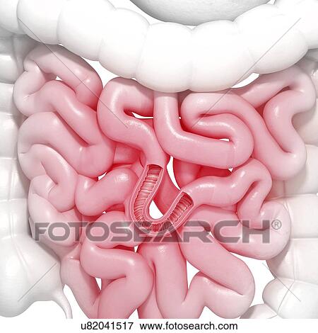 Healthy small intestines, artwork View Large Illustration Stock Illustration - Healthy small intestines, artwork. Fotosearch