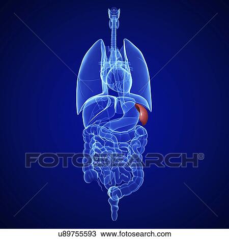Healthy spleen, artwork View Large Illustration Drawing - Healthy spleen, artwork. Fotosearch